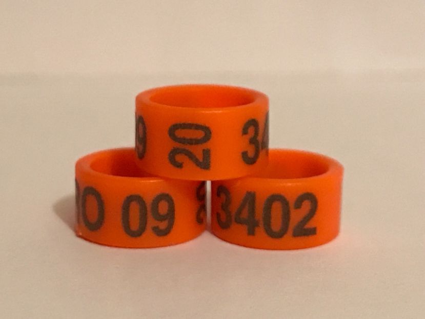 0A0117DC-07D9-4CD9-9C15-A3637762A6A7 - 0001 Inele Ornament 2020