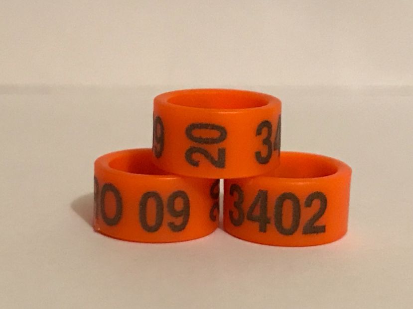 28AE6899-E5CD-45F2-A262-22D36D84D75B - 0001 Inele Ornament 2020