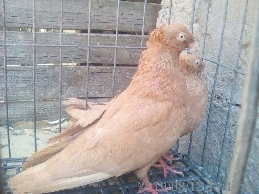  - 8-Jucatorii de Ardeal vechi