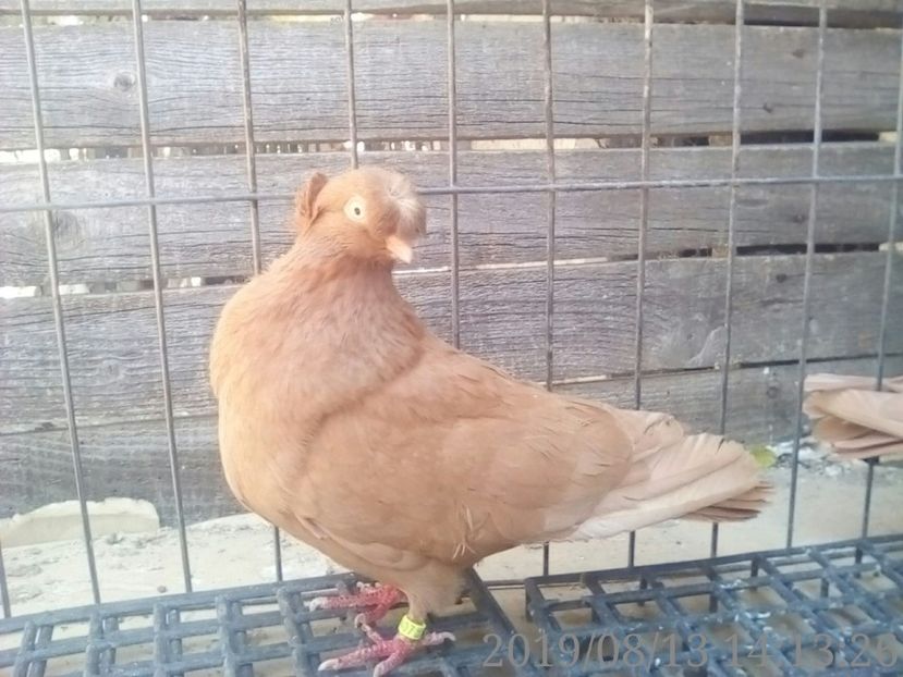  - 8-Jucatorii de Ardeal vechi