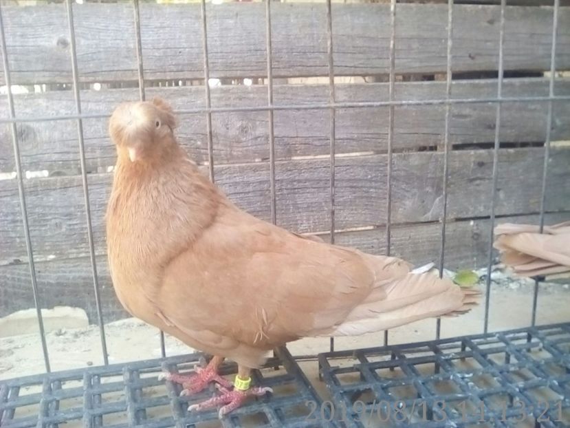  - 8-Jucatorii de Ardeal vechi