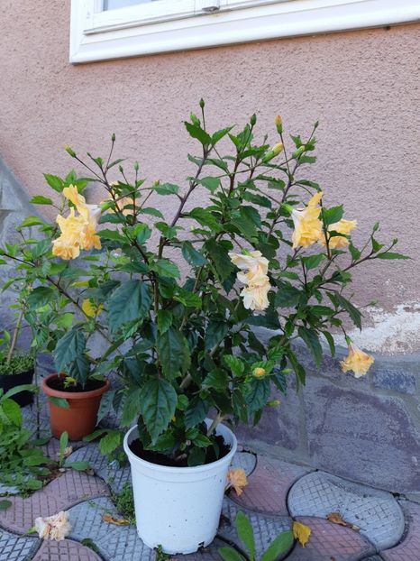  - Hibiscusi 2019