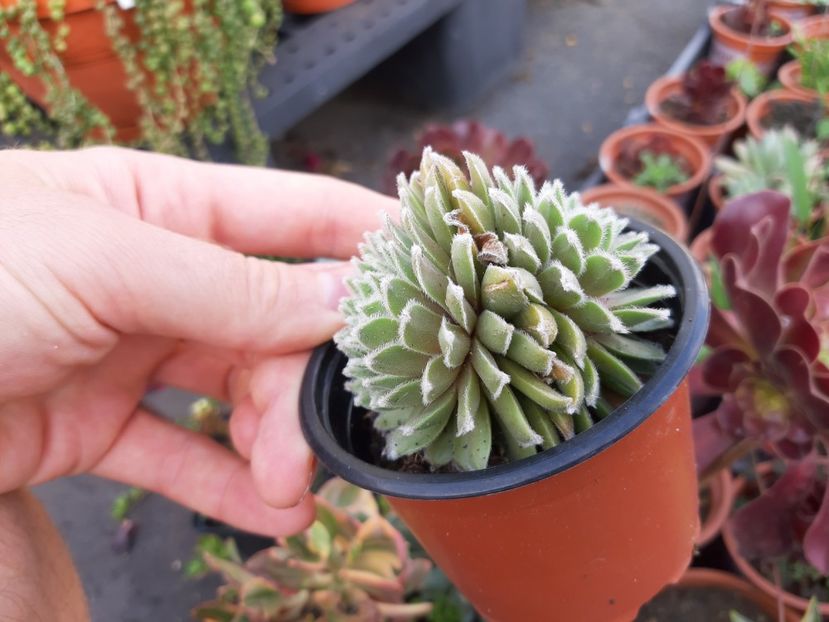  - Sempervivum - 2018 - 2020