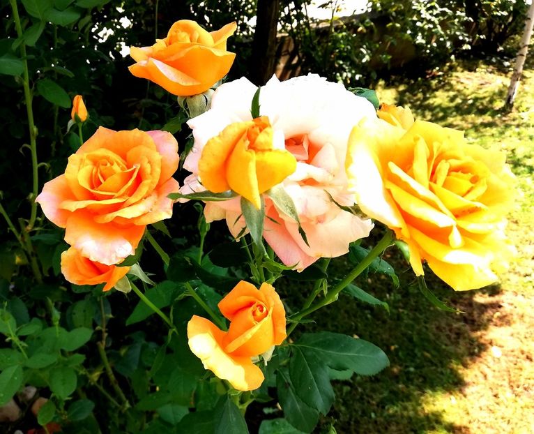  - Gradina august 2019