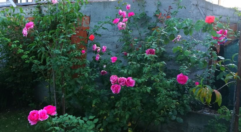  - Gradina august 2019