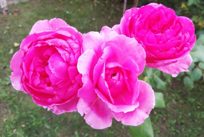  - Gradina august 2019