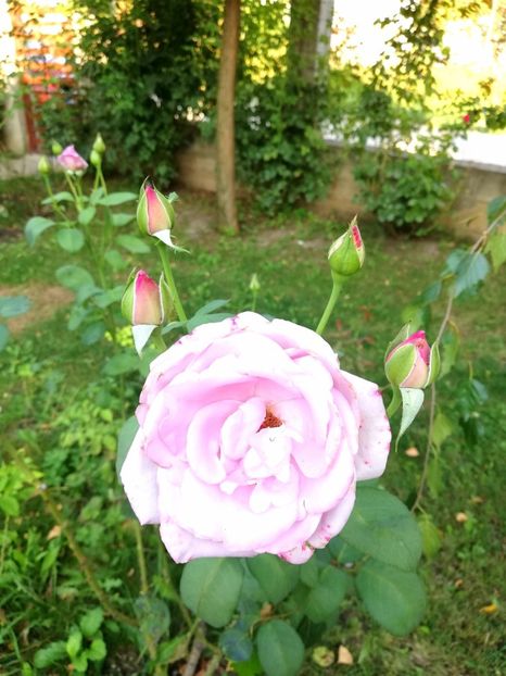  - Gradina august 2019