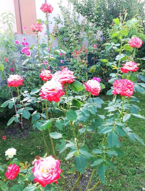  - Gradina august 2019
