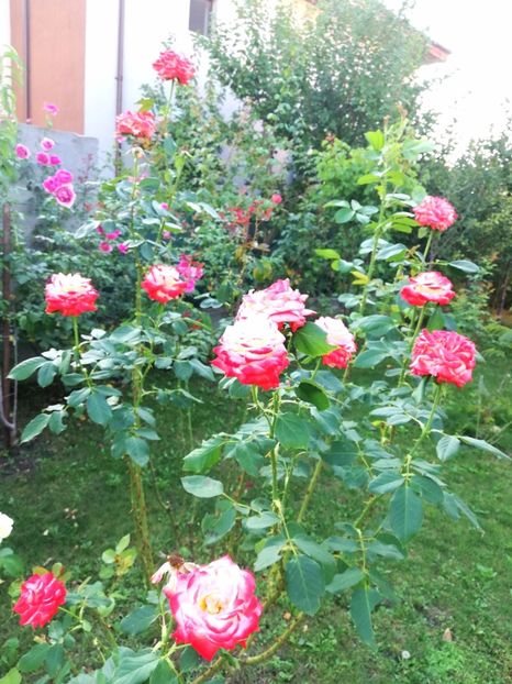  - Gradina august 2019