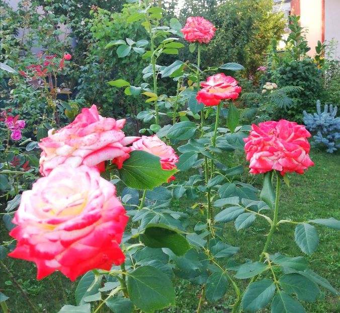  - Gradina august 2019
