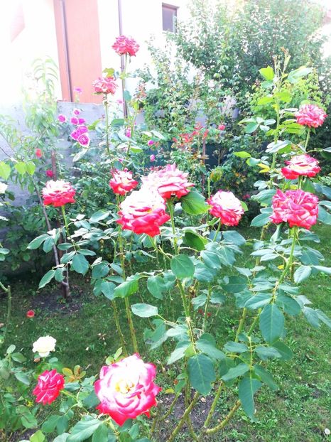  - Gradina august 2019