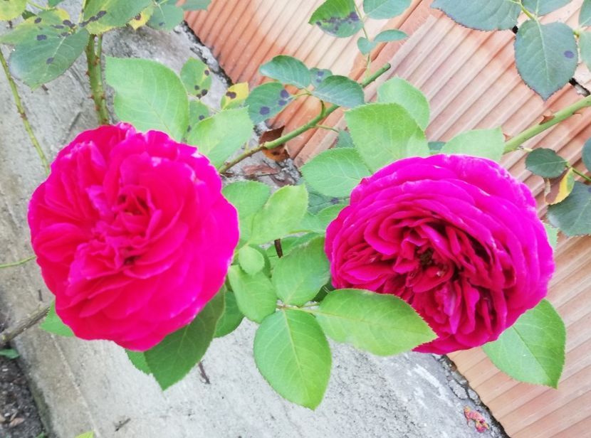  - Gradina august 2019