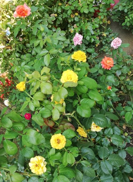  - Gradina august 2019