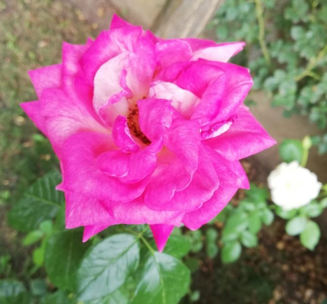  - Gradina august 2019