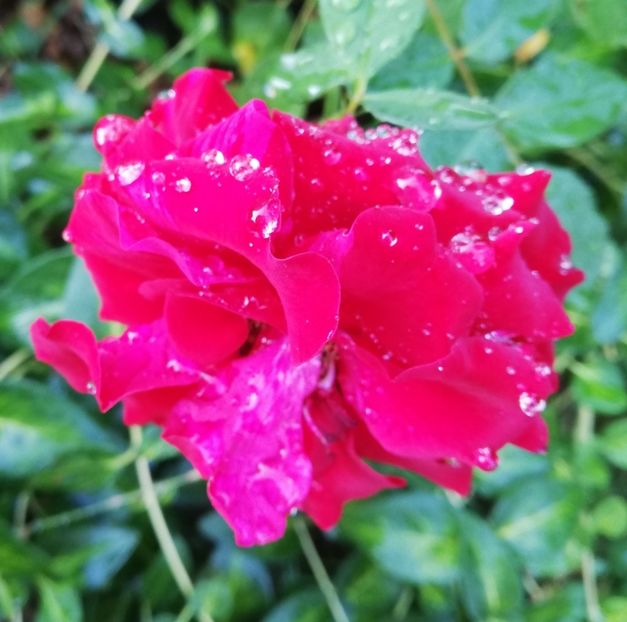  - Gradina august 2019