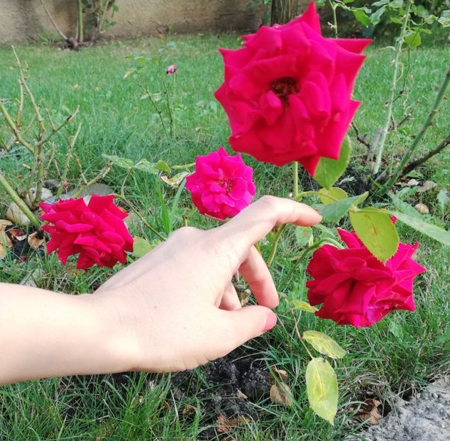 - Gradina august 2019