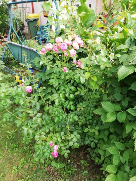  - Gradina august 2019