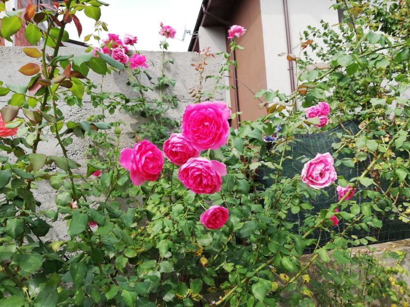  - Gradina august 2019