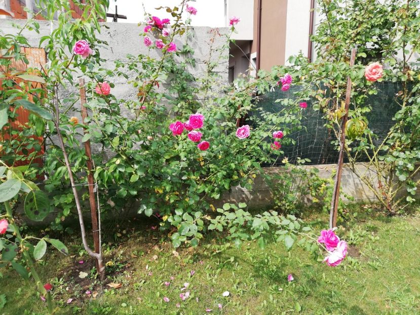  - Gradina august 2019