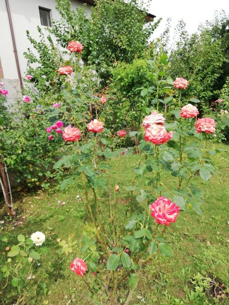  - Gradina august 2019