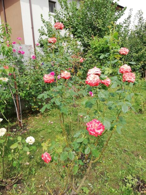  - Gradina august 2019