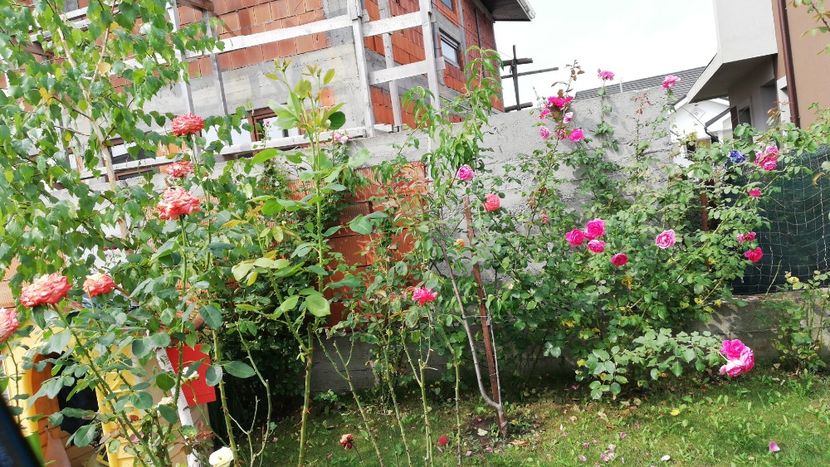  - Gradina august 2019