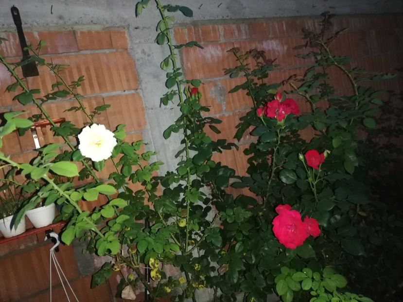  - Gradina august 2019