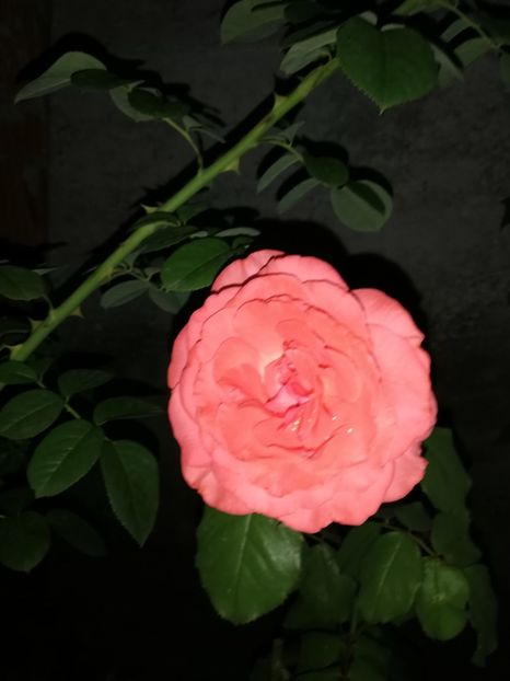  - Gradina august 2019