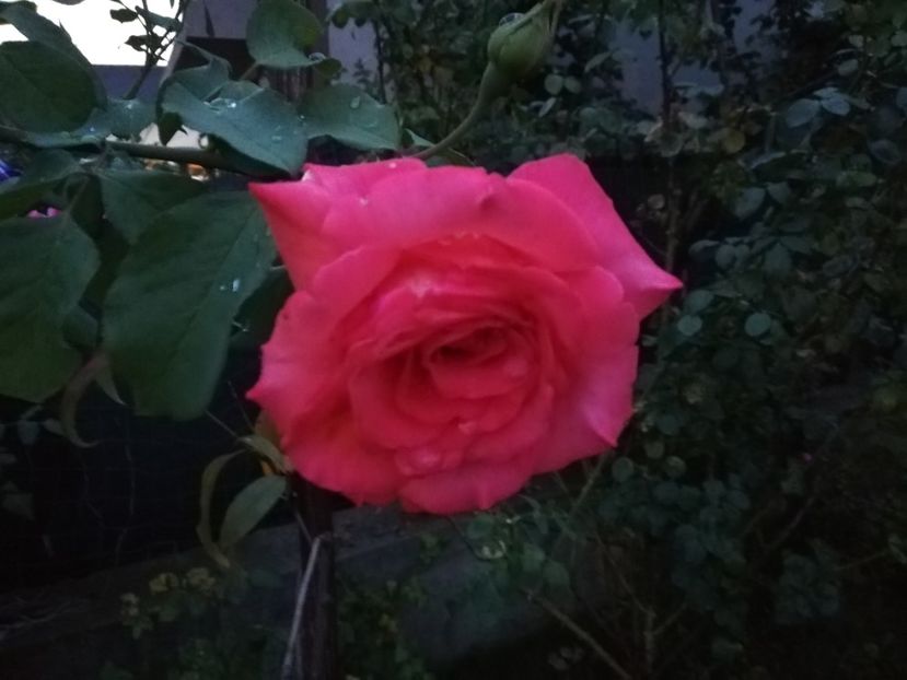  - Gradina august 2019