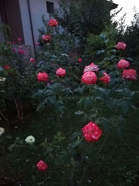  - Gradina august 2019