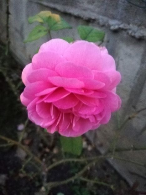  - Gradina august 2019