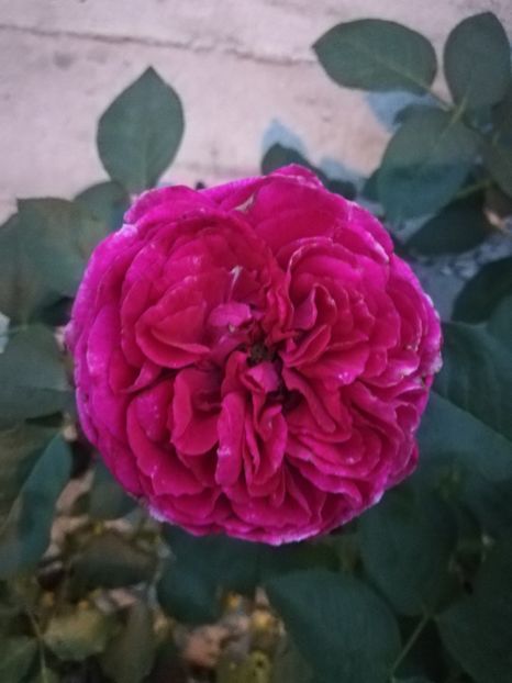  - Gradina august 2019