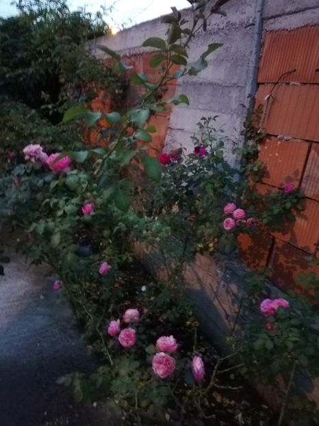  - Gradina august 2019
