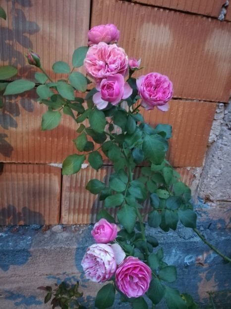  - Gradina august 2019