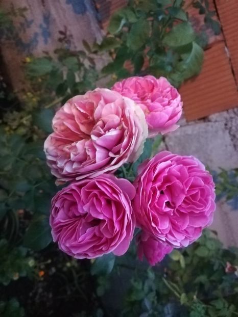  - Gradina august 2019