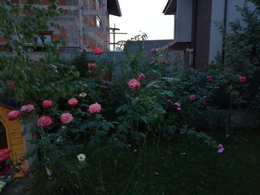 - Gradina august 2019