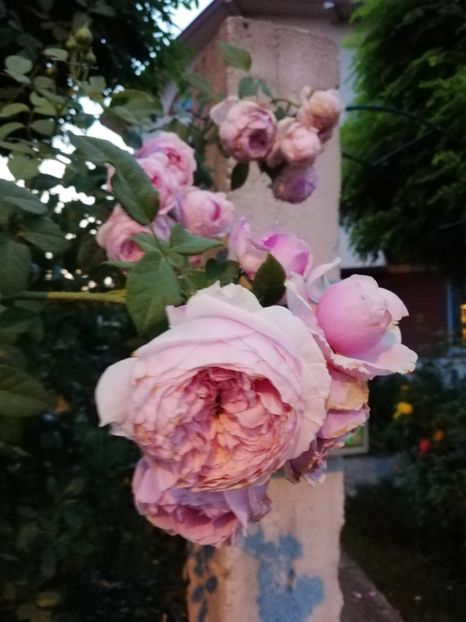  - Gradina august 2019