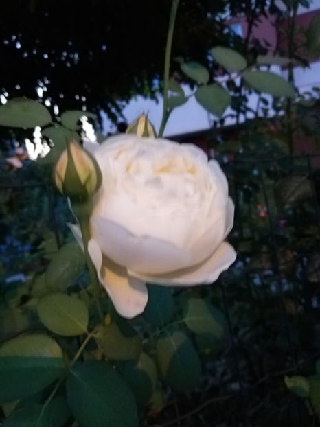  - Gradina august 2019