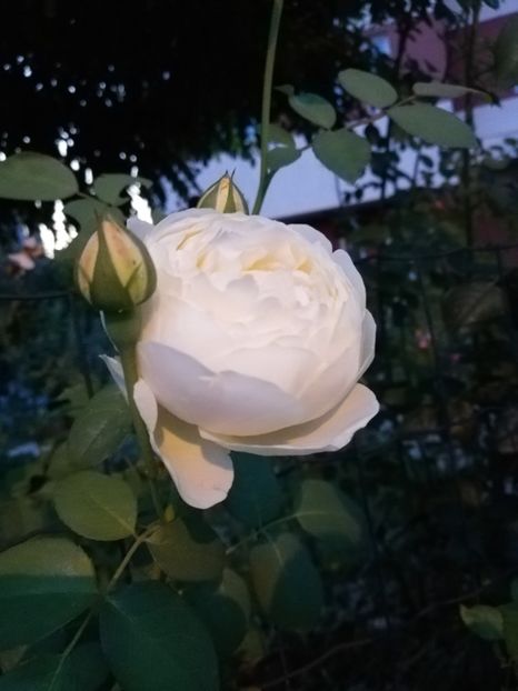  - Gradina august 2019