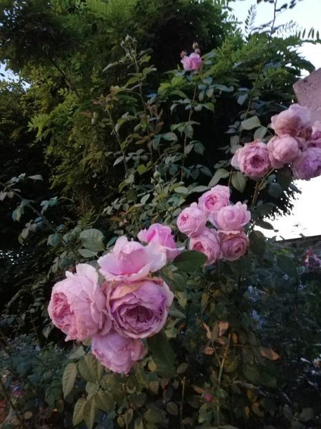  - Gradina august 2019
