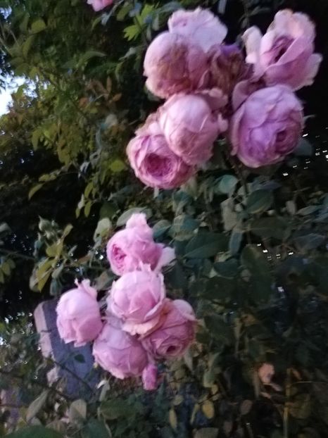  - Gradina august 2019