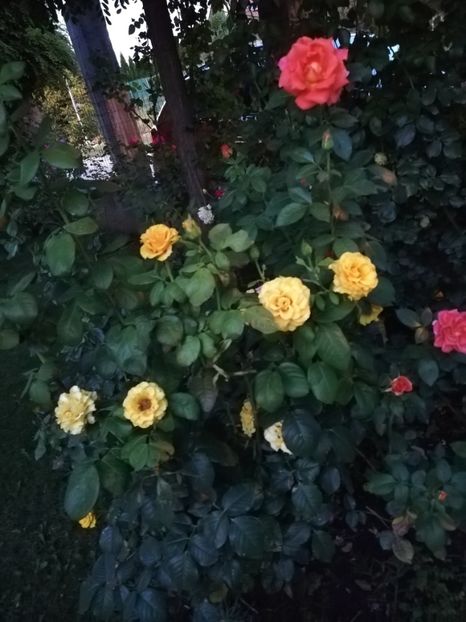  - Gradina august 2019