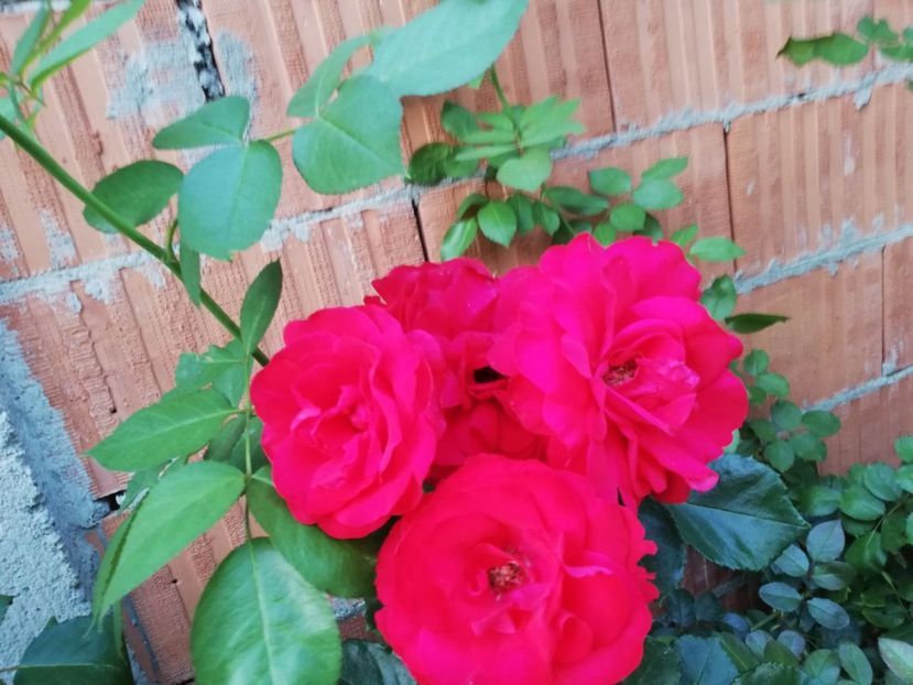  - Gradina august 2019