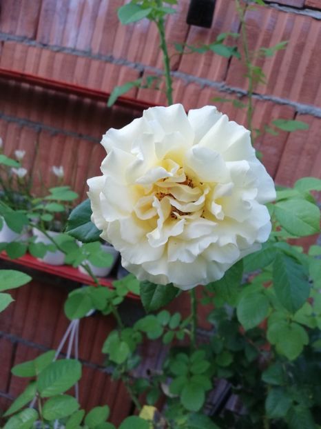  - Gradina august 2019