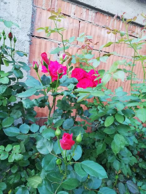  - Gradina august 2019
