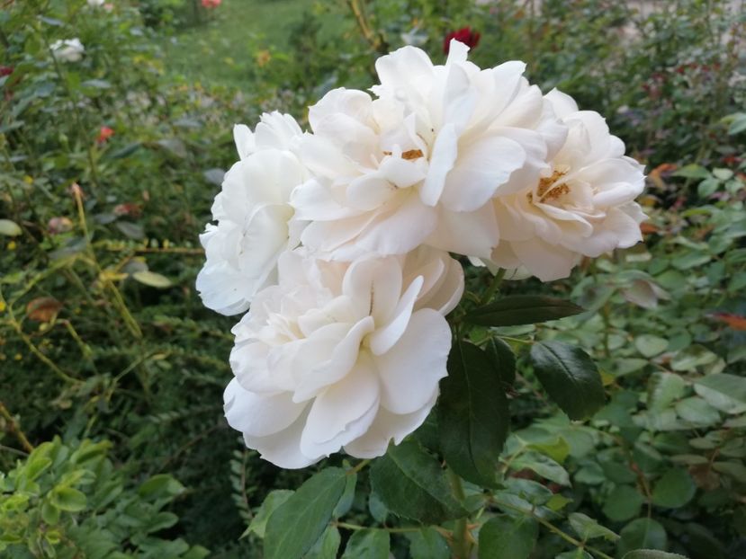  - Gradina august 2019