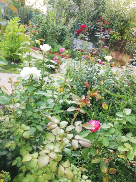  - Gradina august 2019