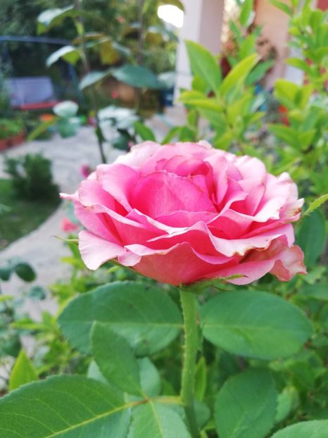  - Gradina august 2019