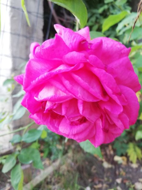  - Gradina august 2019