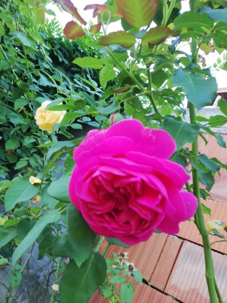  - Gradina august 2019